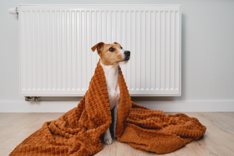 A cozy dog bundled in a blanket, seeking warmth next to a toasty radiator during the winter months.