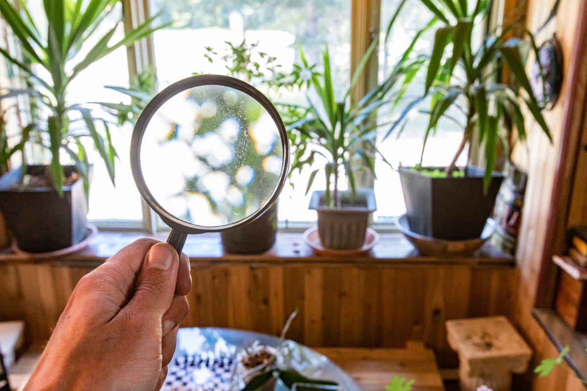 A hand holding a magnifying glass with a blurred image of indoor potted plants on a windowsill in the background, creating an impression of a healthy home.